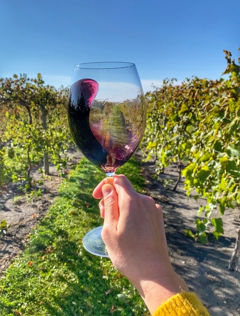 Hand holding a wine glass in a vineyard