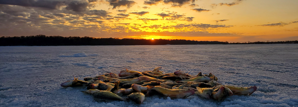 Iced over lake with pile of fish laying on top.