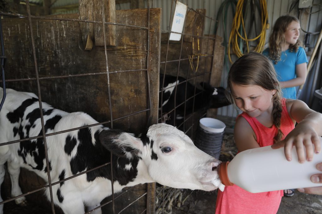 girl feeding bottle to cow