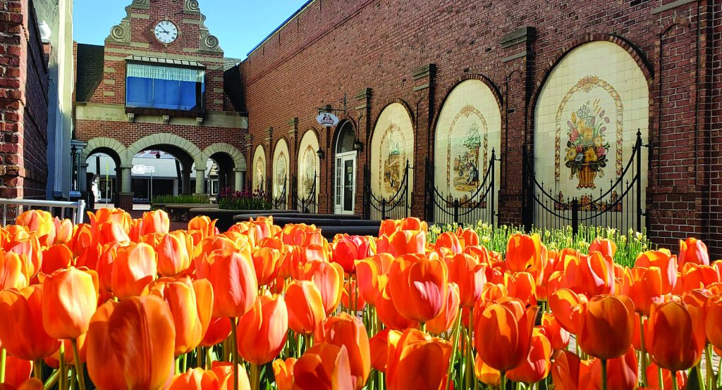 tulips in front of brick building